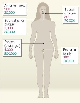 Разнообразие микробного населения в разных зонах человеческого тела