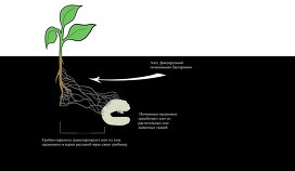 Грибки-паразиты из рода Metarhizium обменивают часть "добычи" на углеводы в корнях растений