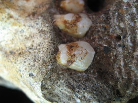 Окаменелый налет на эмали зубов австралопитеков седиба выдал их диету